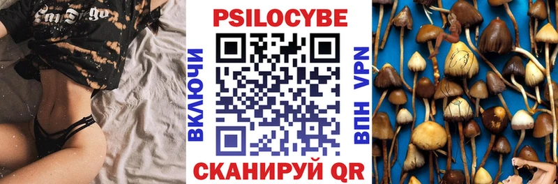 дарк нет телеграм Новая Ладога Псилоцибиновые грибы Psilocybe